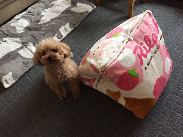 犬のドーム型ベッド