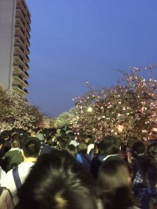 造幣局の桜の通り抜け