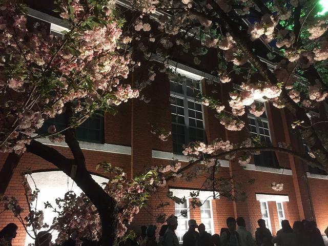造幣局の桜の通り抜け
