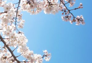 ソメイヨシノ